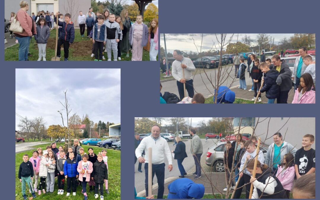 Nove sadnice stabala u našem školskom dvorištu!!!